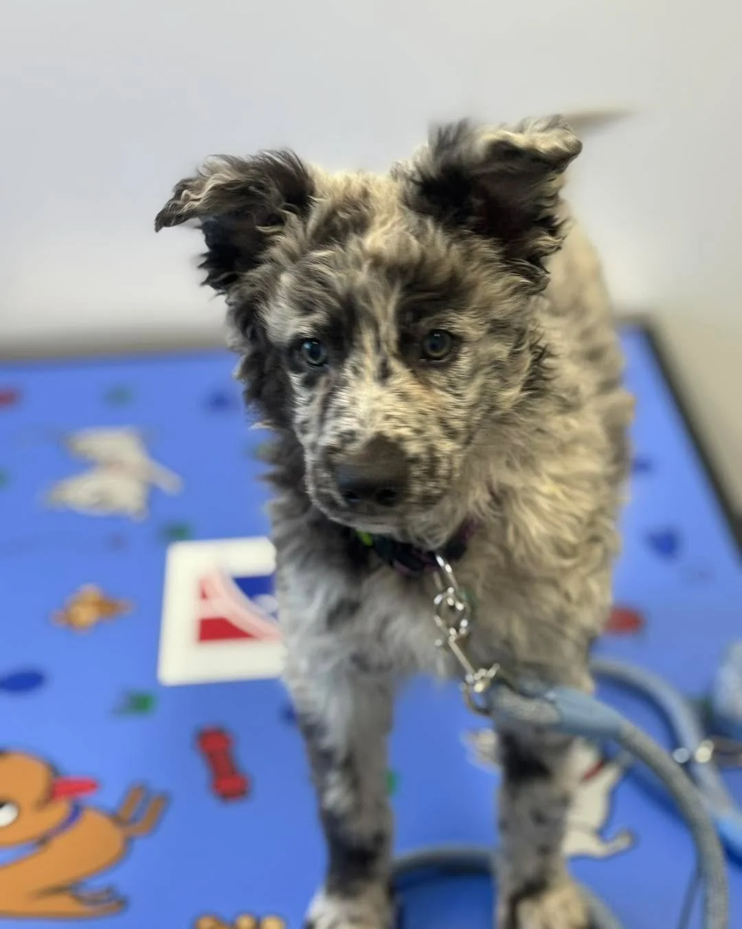 Meet Beatrix, a gorgeous puppy that has come in for vaccinations recently! 

Beatrix is a rare breed and there is only very few of this breed in Australia let alone Tasmania! 

What are your guesses? 

#animal #newnorfolktasmania #vetinthevalley #new