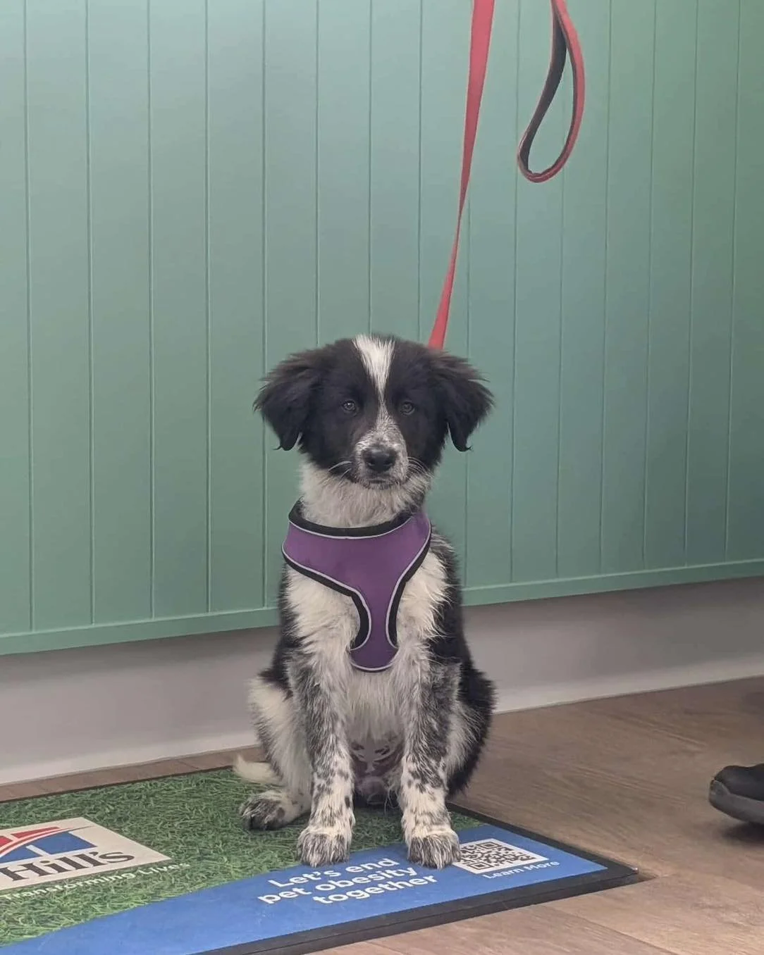 Do you know we love a social visits! If your dog 🐶 is a little nervous but still would love to come in for a cuddle or a treat we welcome them with open arms! Familiarisation and desensitisation is such an important part of fostering positive relati