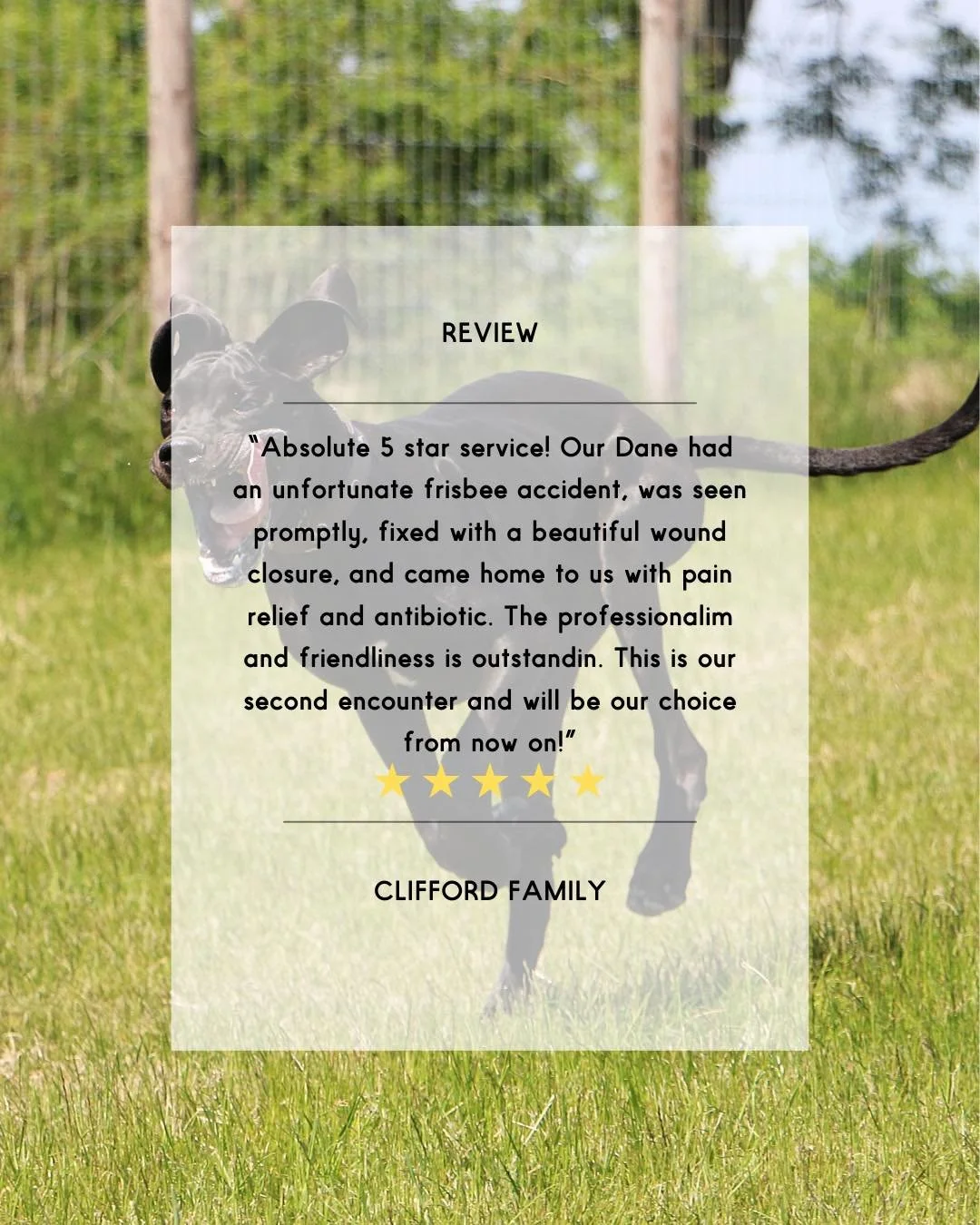 We are loving all the amazing feedback we are receiving! Reviews like this leave us tickled pink! 

#animal #newnorfolktasmania #vetinthevalley #newnorfolktas #vetinthevalleyanimalhospital #hospital #review #supportlocal