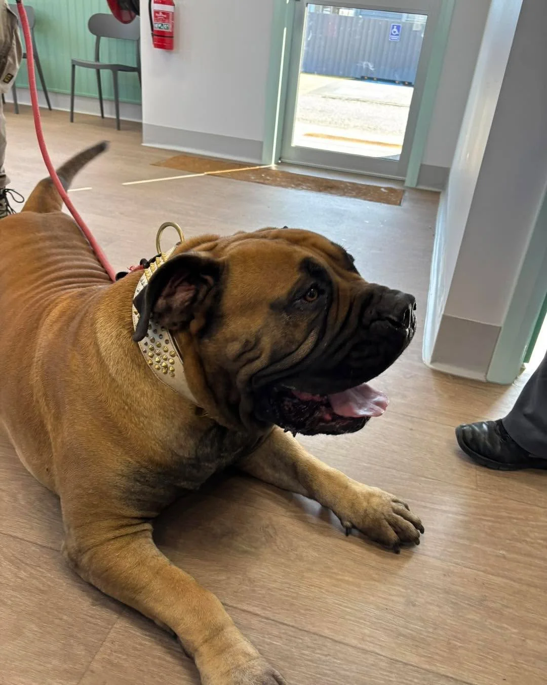 🐾 Bruno the Boerboel! 🐾

Bruno&rsquo;s breed is know for being a loyal and protective companion! Originating from South Africa, this impressive and powerful dog was bred to protect farms and families. Known for their strong build and confident deme