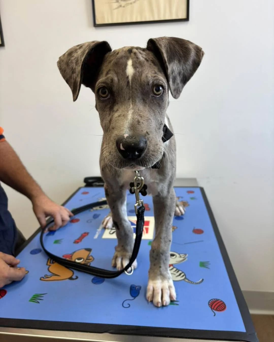 Look at this gorgeous boy who came in for his puppy vaccinations and health check! 

What does a health check consist of and what does your vet check why they are patting and chatting? 

 👀 Eyes
🦷 Teeth 
👂Ears 
👊 Lymph Nodes 
💪 Muscle Symmetry 
