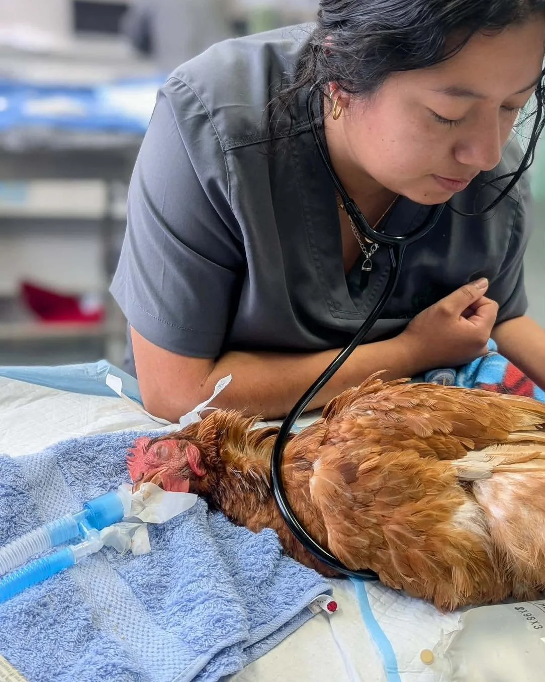 🐣Did you know Dr. Deb has a special interest in birds? She has a growing number of feathers 🪶 patients and as a result we are doing very interesting avian medicine and surgery cases! Dr. Deb is in the clinic from Wednesday to Friday if your feather
