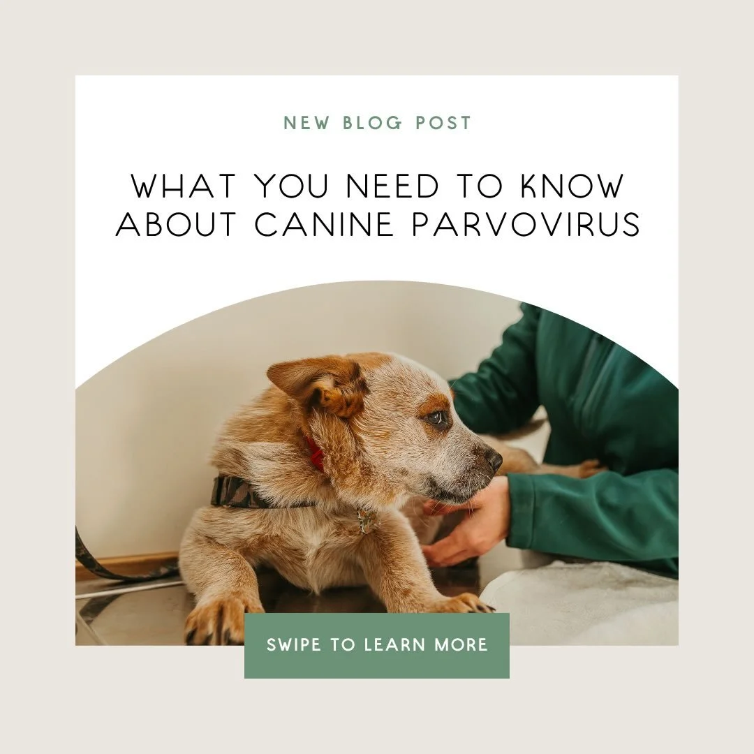 With the current outbreak of Parvo virus it can all be a little scary! Prevention is key in this situation! If your pet has lapsed in their vaccinations, a booster vaccination is vital!
