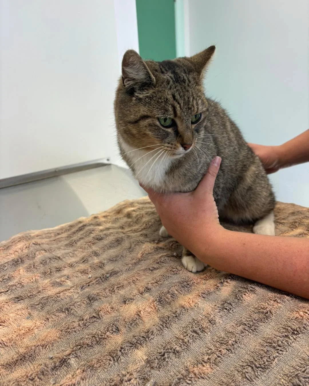 Do you know this girl? She was handed in and requires some medical attention! She had a red collar on and is not microchipped! She is very friendly and would love to go home.