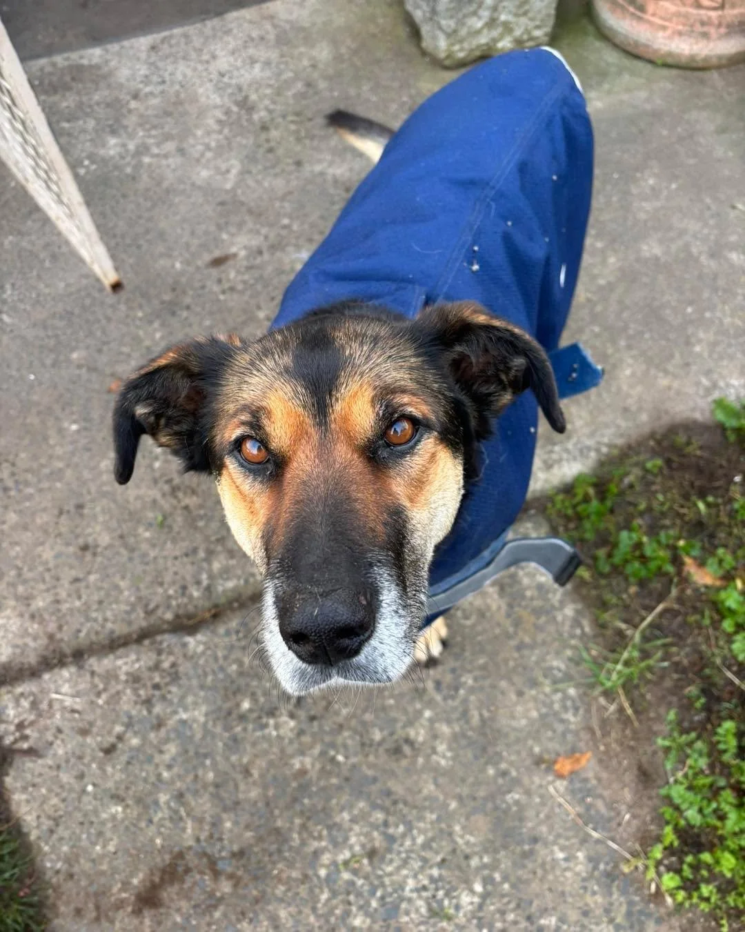 🐾❄️ Dog Winter Fashion ❄️🐾

As temperatures drops in the Valley, it's essential to ensure our dogs stay cozy and comfortable. A properly fitting jacket can be a great way to protect them from harsh weather. Here are a few tips for choosing the righ
