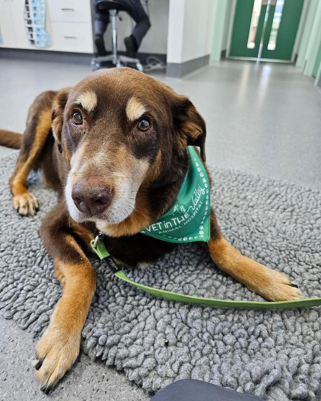 We know that work is important, but so is your fur family. That&rsquo;s why we are open this Saturday to facilitate your pets routine needs! From itchy skin, sore legs or routine vaccinations, medication pick ups, over the counter medications - we ar