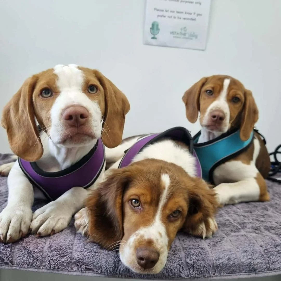 How&rsquo;s this for fear free? Three pups visited us for routine vaccinations and health checks yesterday and ended up napping 😴 on the table&hellip;. Couldn&rsquo;t really ask for a more relaxed and positive veterinary experience! 

#newnorfolktas