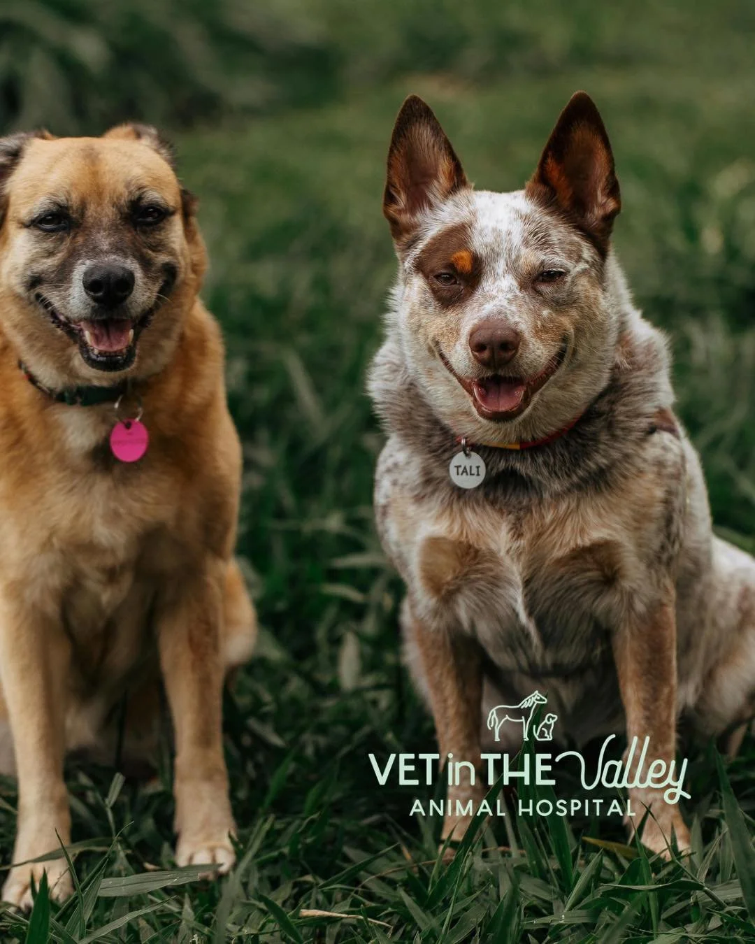 As the winter ❄️ temperature drop we need to think about our older canine pets. Just like us, the colder weather makes it harder and less inviting to get up and moving in the mornings! We all know that vets can help with medications - but what is som