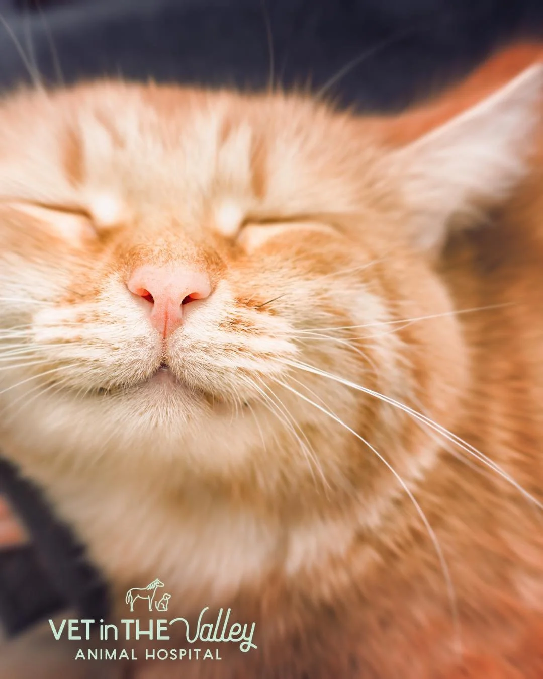 We are open this Saturday morning for routine consultations, vaccinations, medication pick ups and over the counter help! 

From 9 am- 1 pm and happy to help! 

Please note we are not open this Monday! 

#newnorfolktasmania #Vetinthevalley #vetinthev
