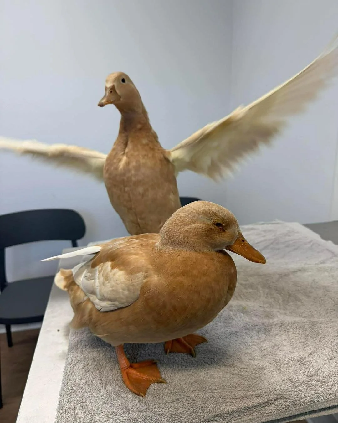🐥🦆Happy Friday! 🐤🦆

We hope everyone has had a fabulous week and enjoys the long weekend! 

We are open if you need help on Saturday morning and then open as normal on Tuesday! 

#newnorfolktasmania #vetinthevalley #newnorfolktas #vetinthevalleya