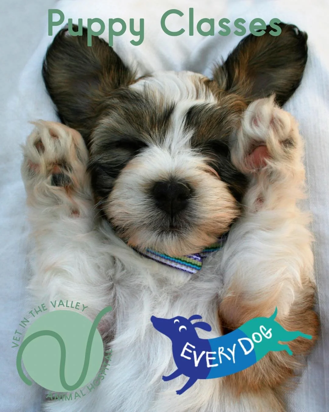 🐾🐶 Thinking about enrolling your new family member in puppy school? Here are some fantastic benefits of getting your pup started early! 

1. Socialisation: Puppy school provides a safe environment for your dog to meet other dogs and people, helping
