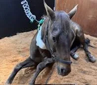 We love hearing how we have helped our clients and patients. You can&rsquo;t bet a review like this! We are so happy to be apart of your team! 🥰

&ldquo; I have been dealing with Vet in the Valley for many years starting out with my horses and now m