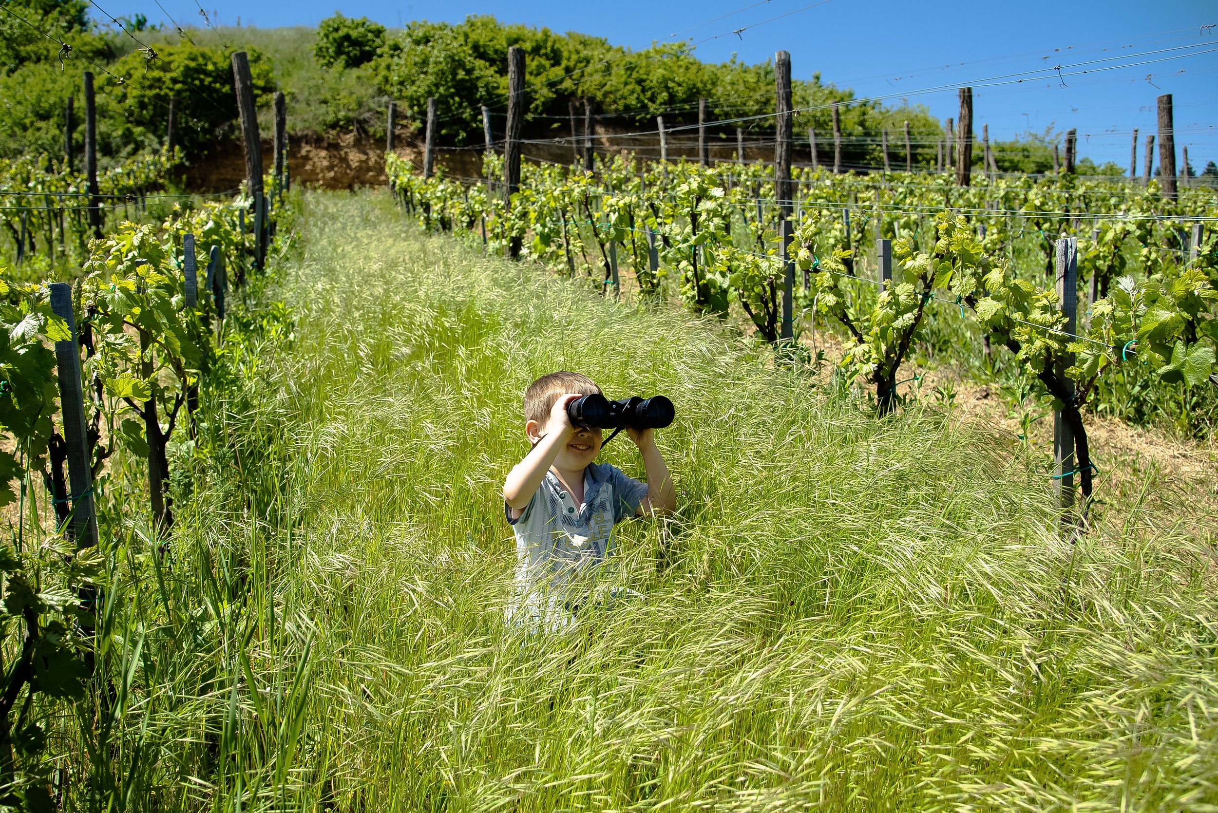 Everything is under control in Furmint vineyard.jpg