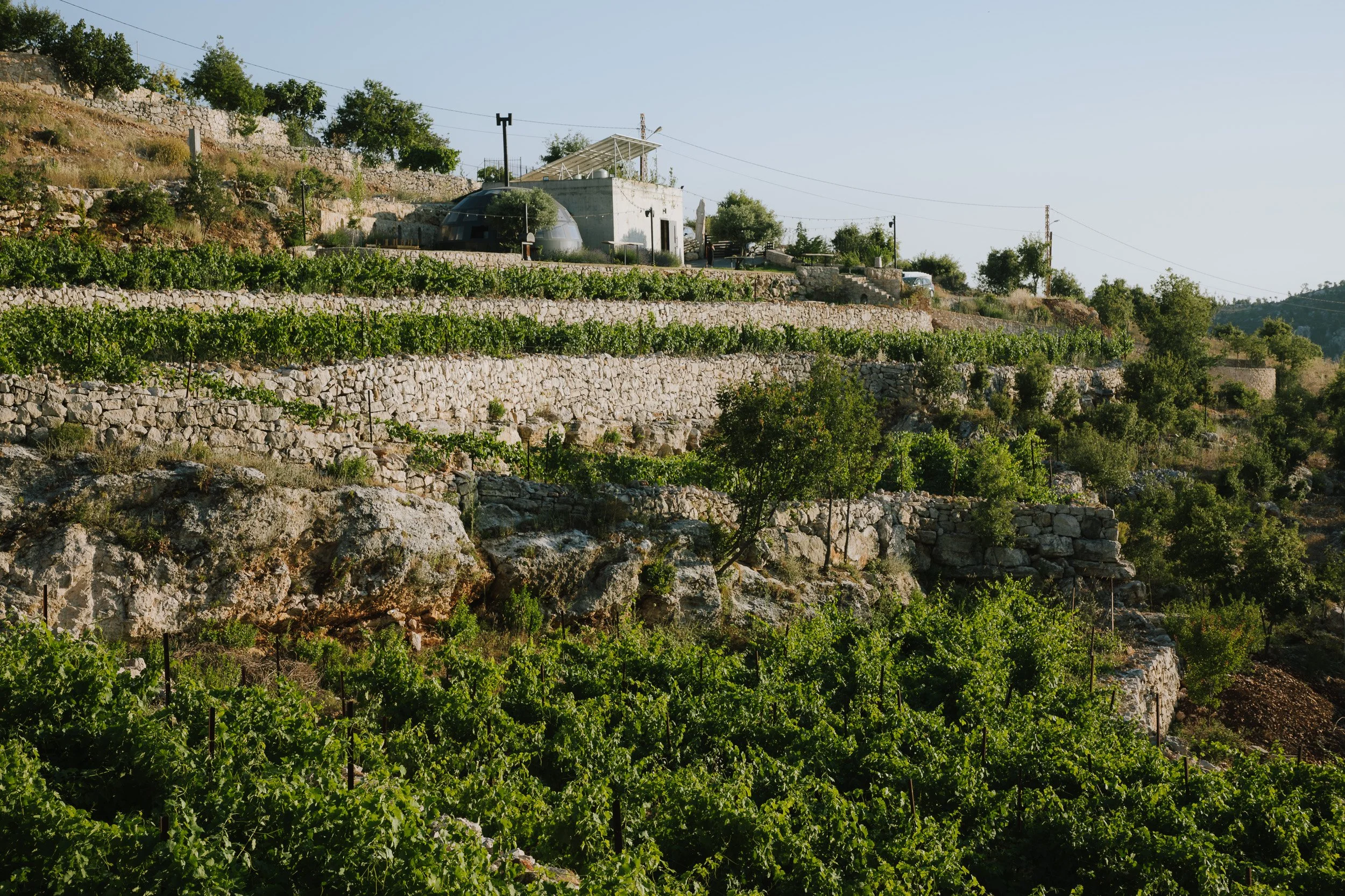 vineyard view.jpg