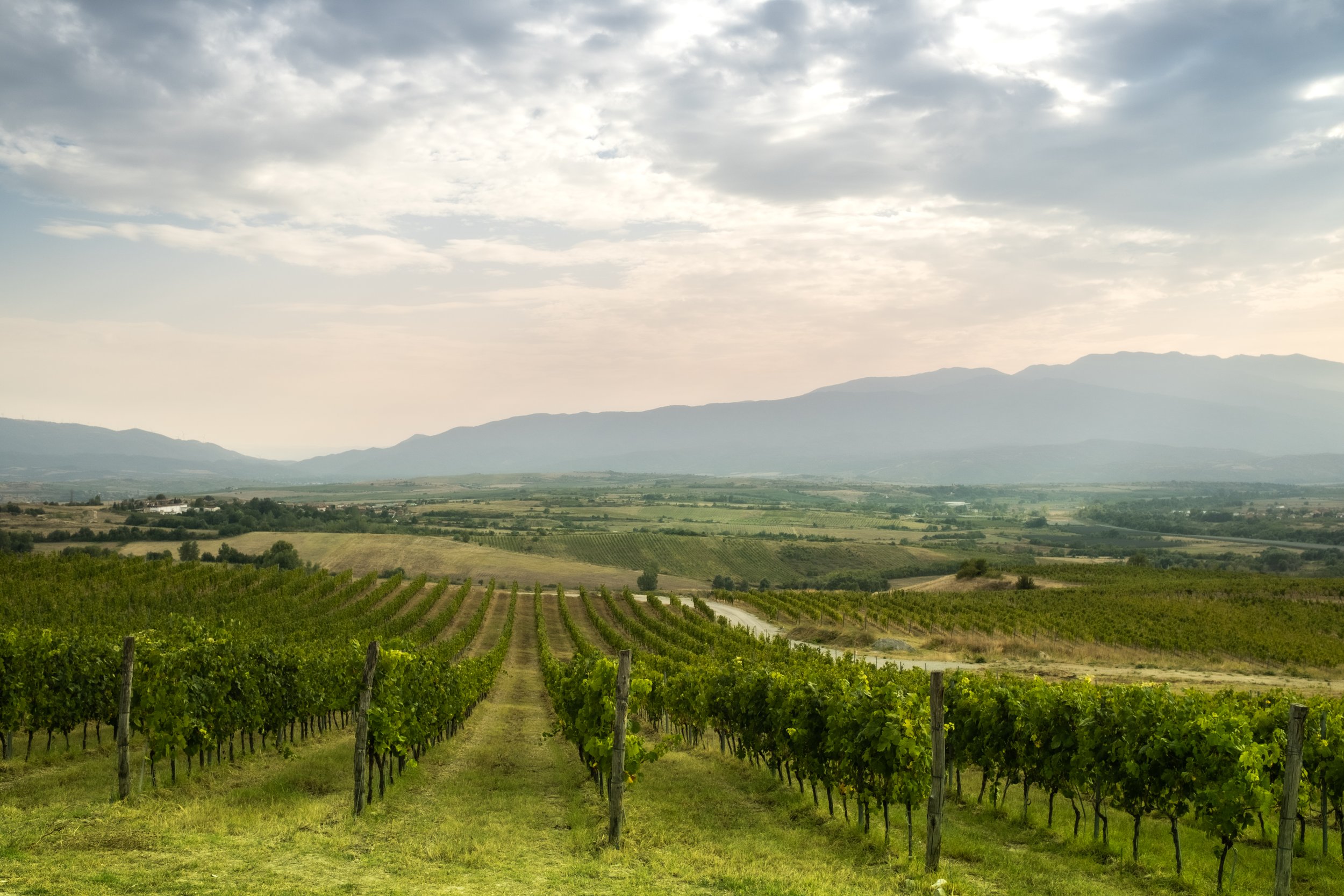 AYA Estate Vineyards • Harsovo, Bulgaria