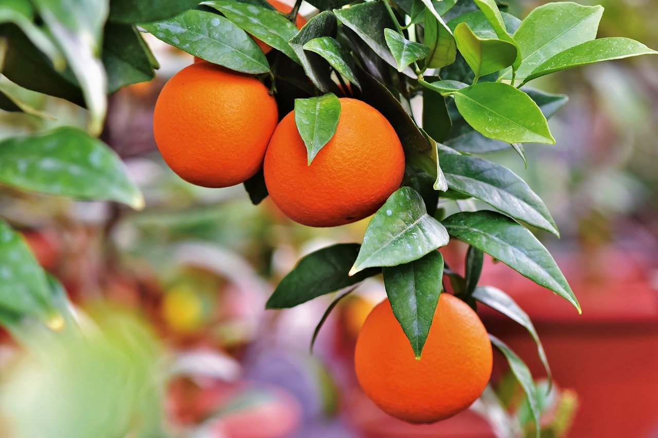 orange-3999581_1280.jpg