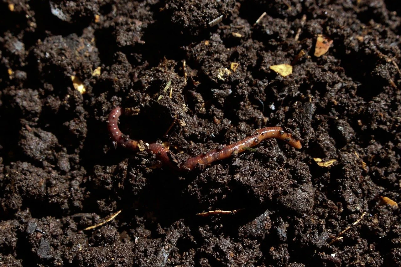 compost-7006499_1280.jpg