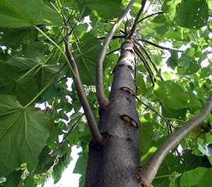 Paulownia_env.jpg
