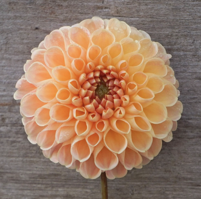 Dahlia Tuber – Crichton Honey