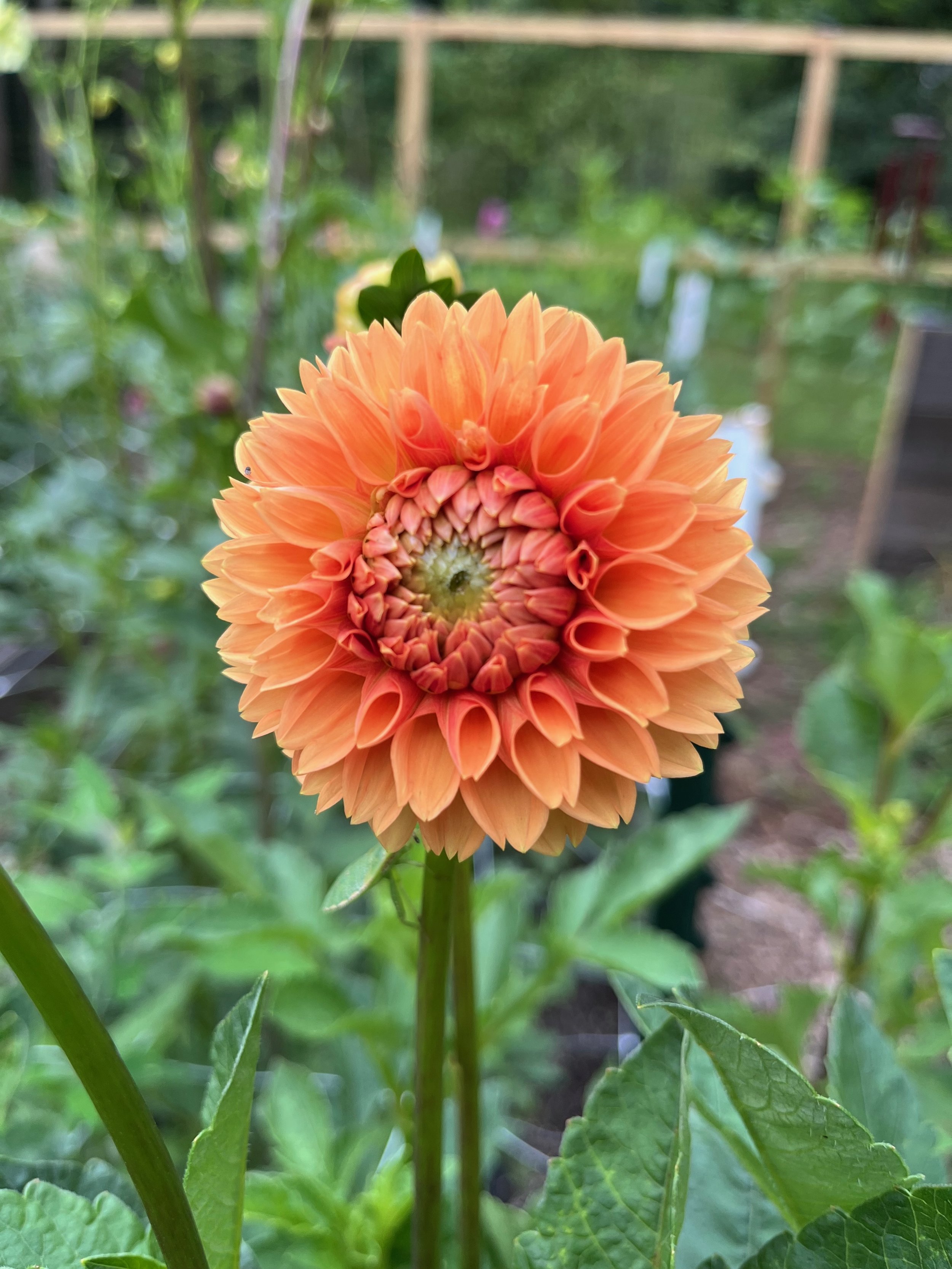 Dahlia Tuber – Jomanda