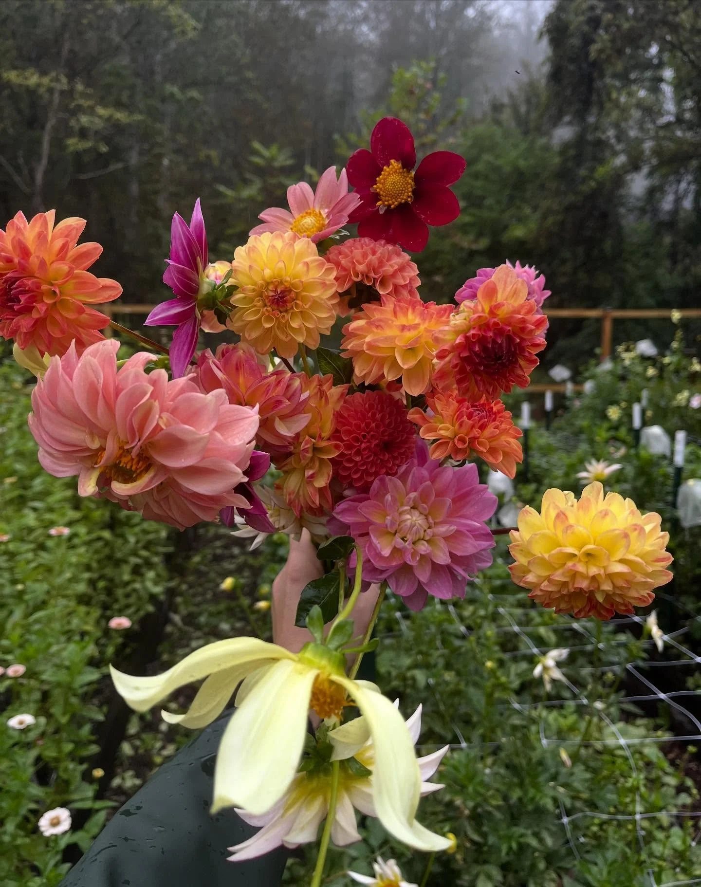 it&rsquo;s been a challenging year for the dahlias, but when they do bloom, they capture me so.