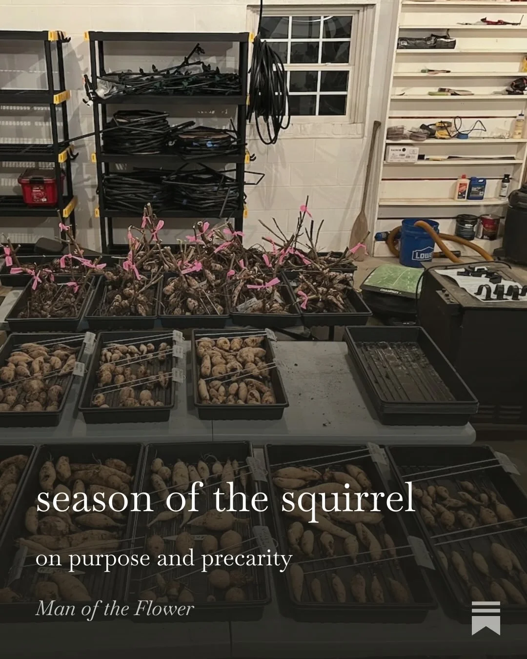 &ldquo;When I walk through the woods, I can hear that I&rsquo;m not alone.&rdquo; Latest Substack at link in bio!