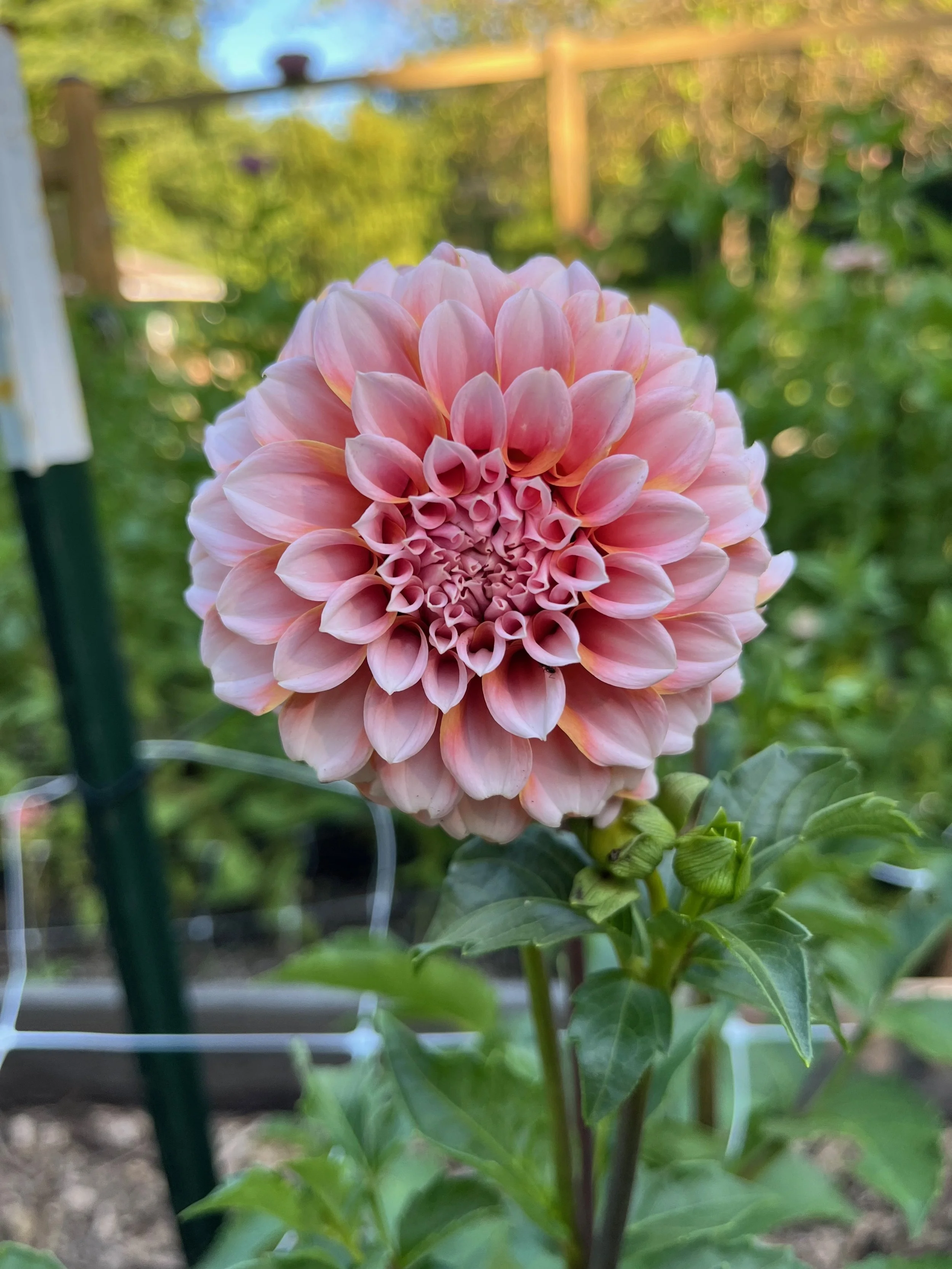Dahlia Tuber – Peaches N Cream