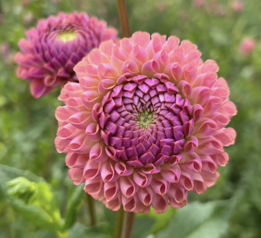 Dahlia Tuber – Caitlin's Joy