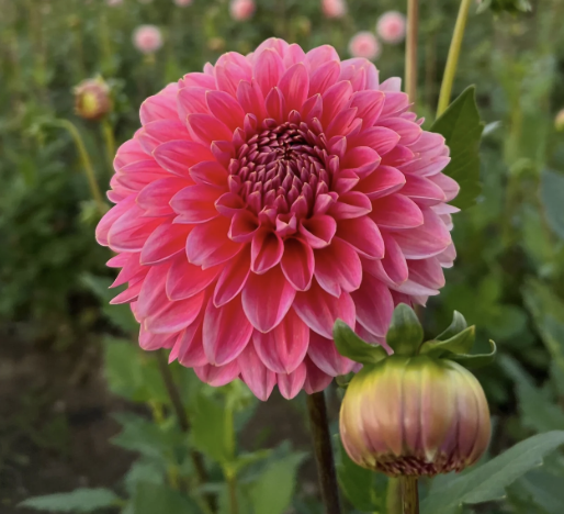 Dahlia Tuber – Pink Runner