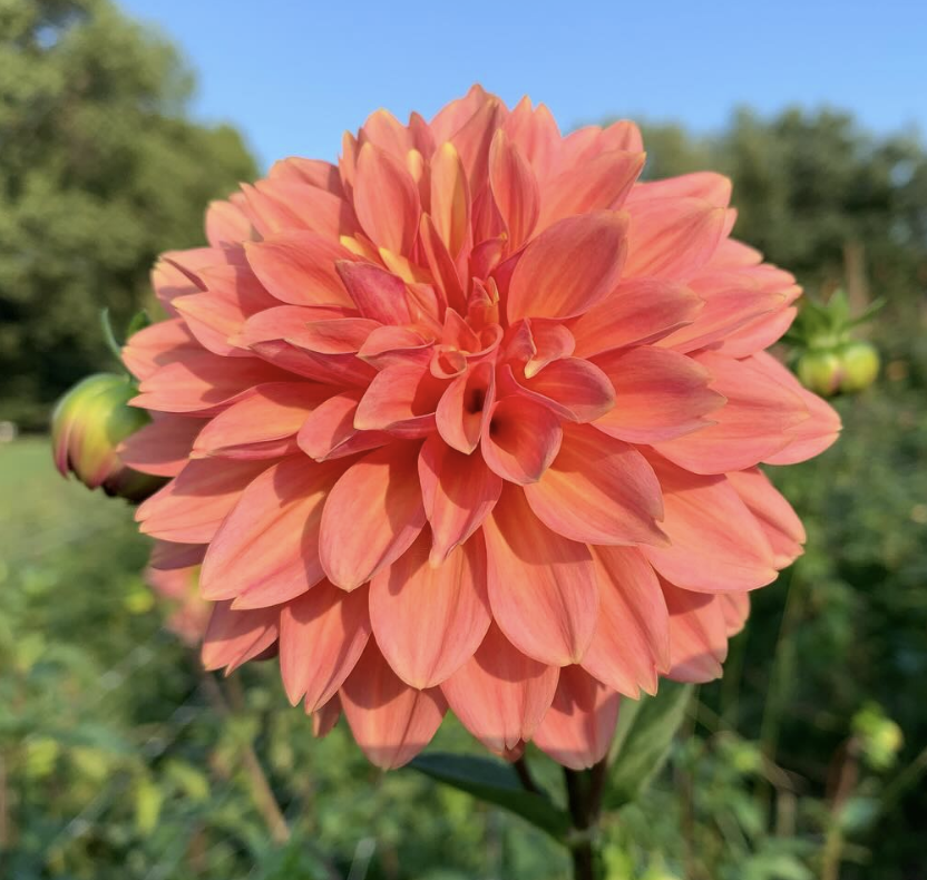Dahlia Tuber – Connecticut Coral