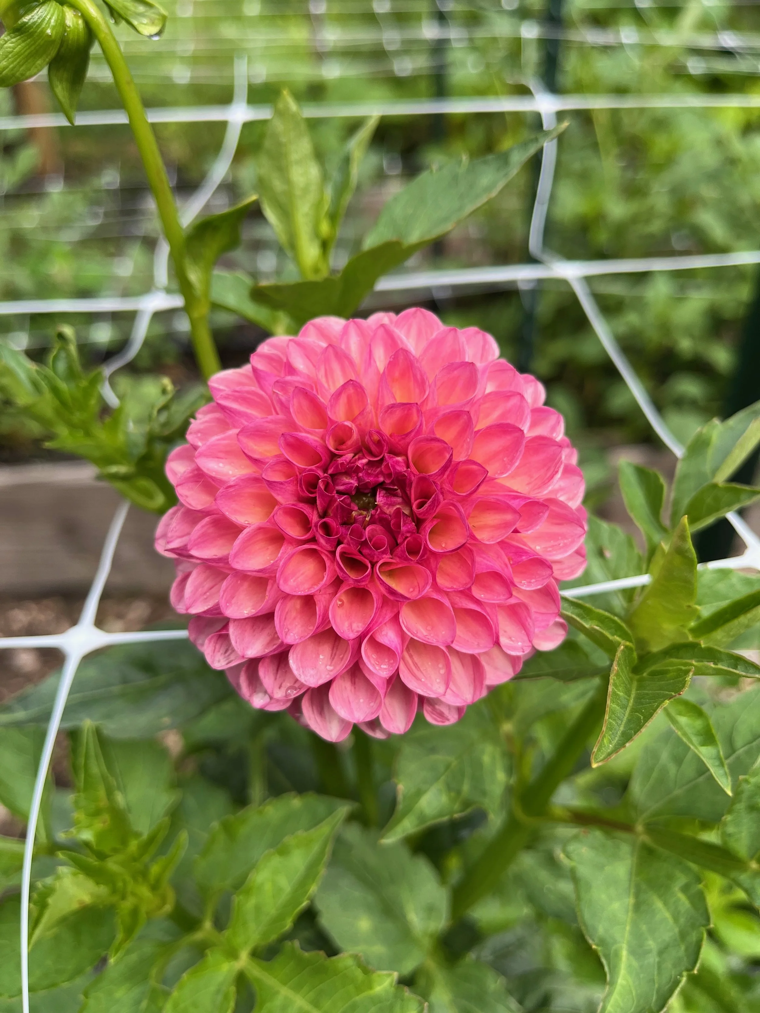 Dahlia Tuber – Robin Hood