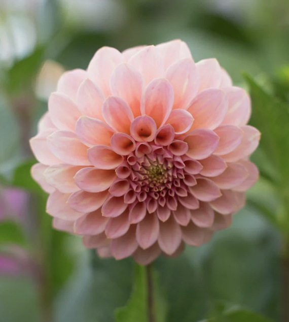Dahlia Tuber – Rock Run Ashley