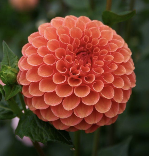 Dahlia Tuber – Valley Rust Bucket