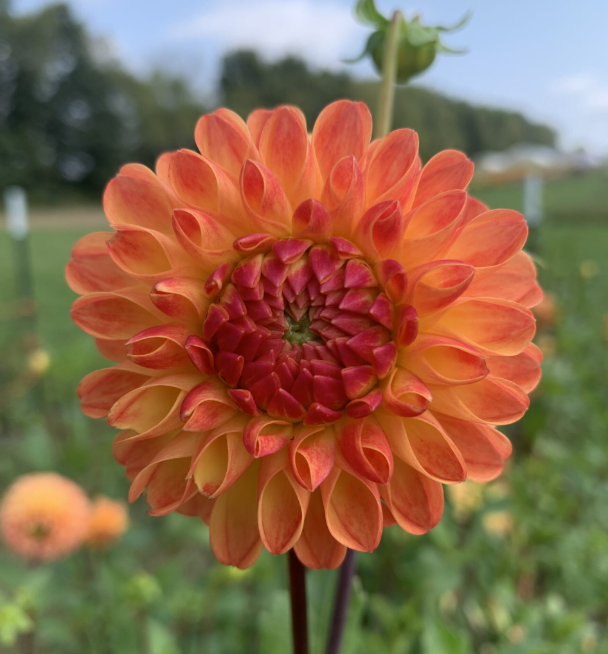 Dahlia Tuber – Jowey Chantal