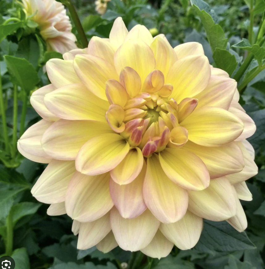 Dahlia Tuber – Wyn's New Pastel