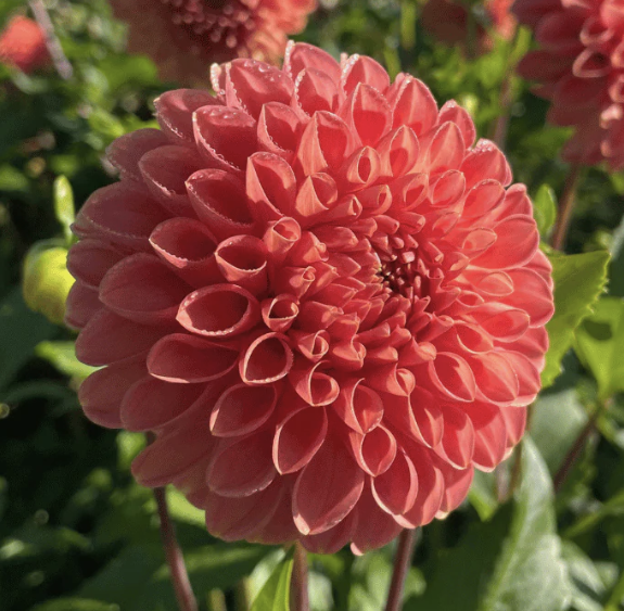 Dahlia Tuber – Snoho Doris