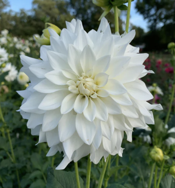 Dahlia Tuber – Beaucon White