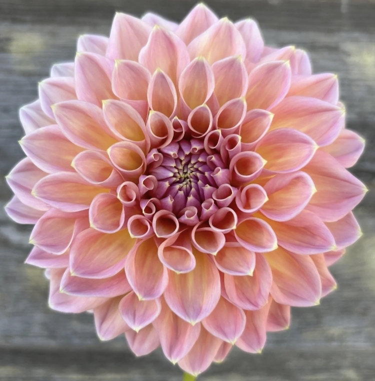 Dahlia Tuber – Castle Drive
