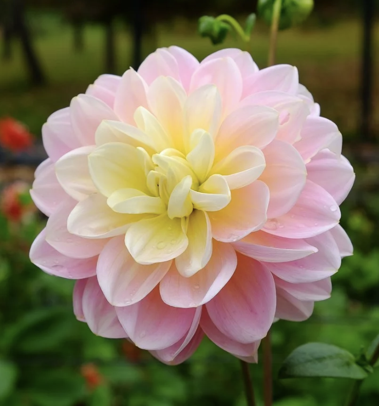 Dahlia Tuber – Gabbie's Wish