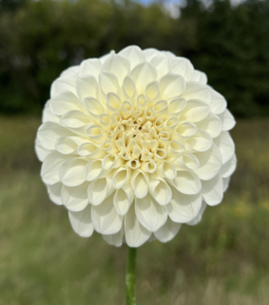 Dahlia Tuber – Boom Boom White