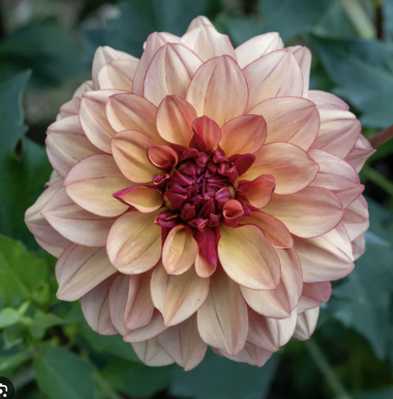 Dahlia Tuber – Creme de Cognac