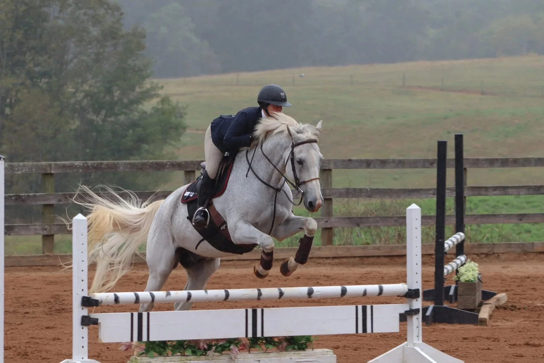Horses