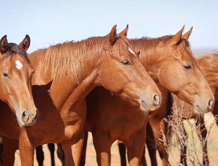 The Pitchfork Ranch