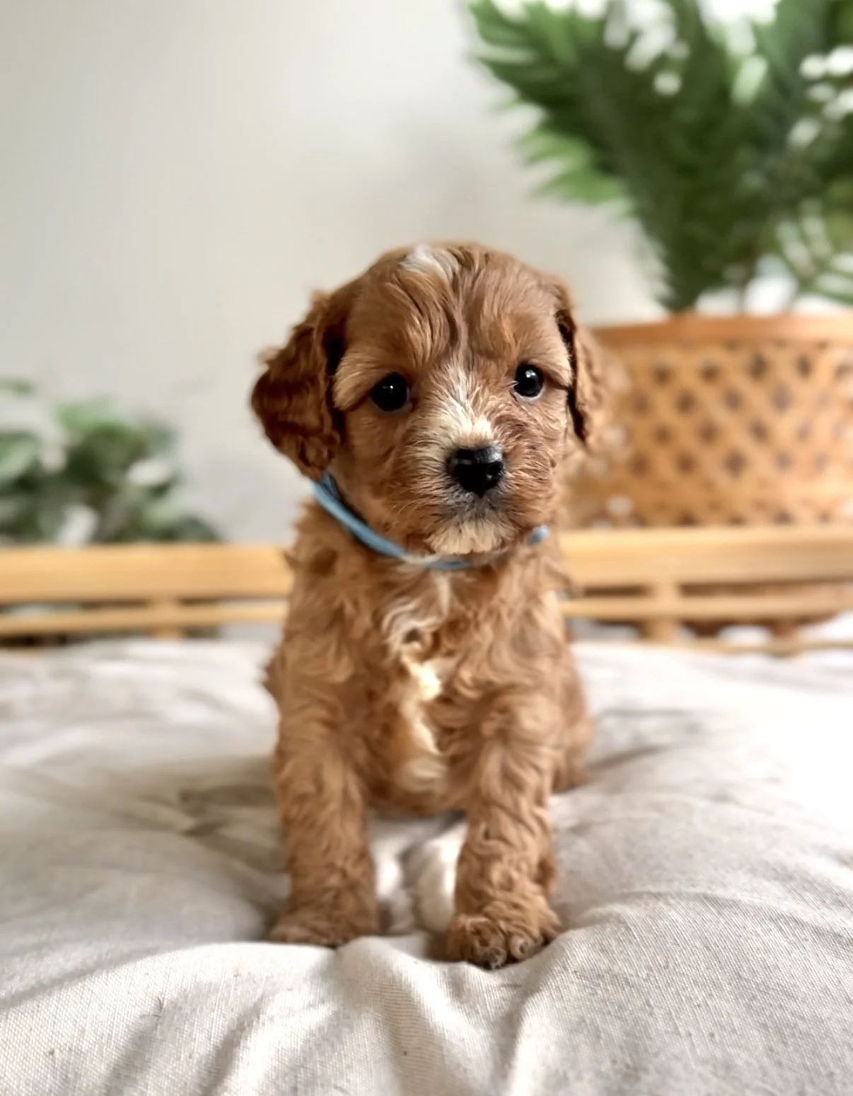 Louie-4.jpg