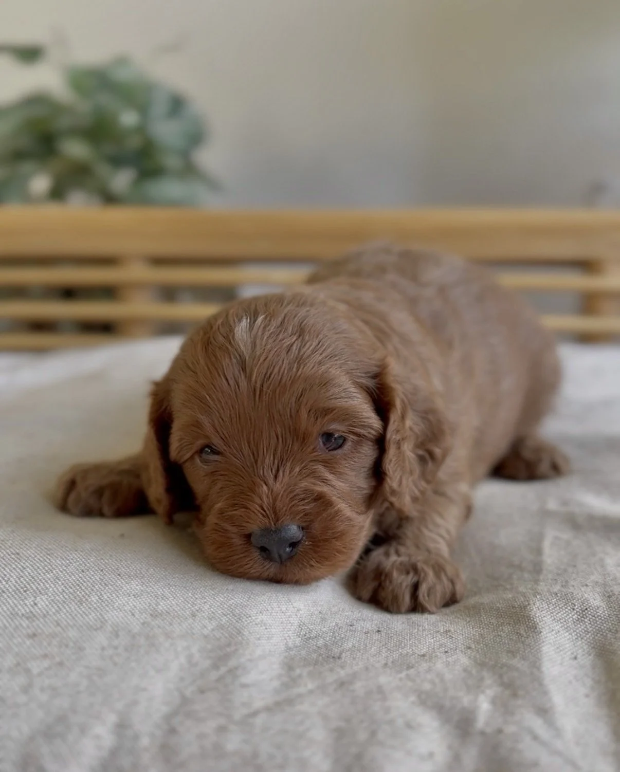 Lady (burdy’s female)-1.jpg