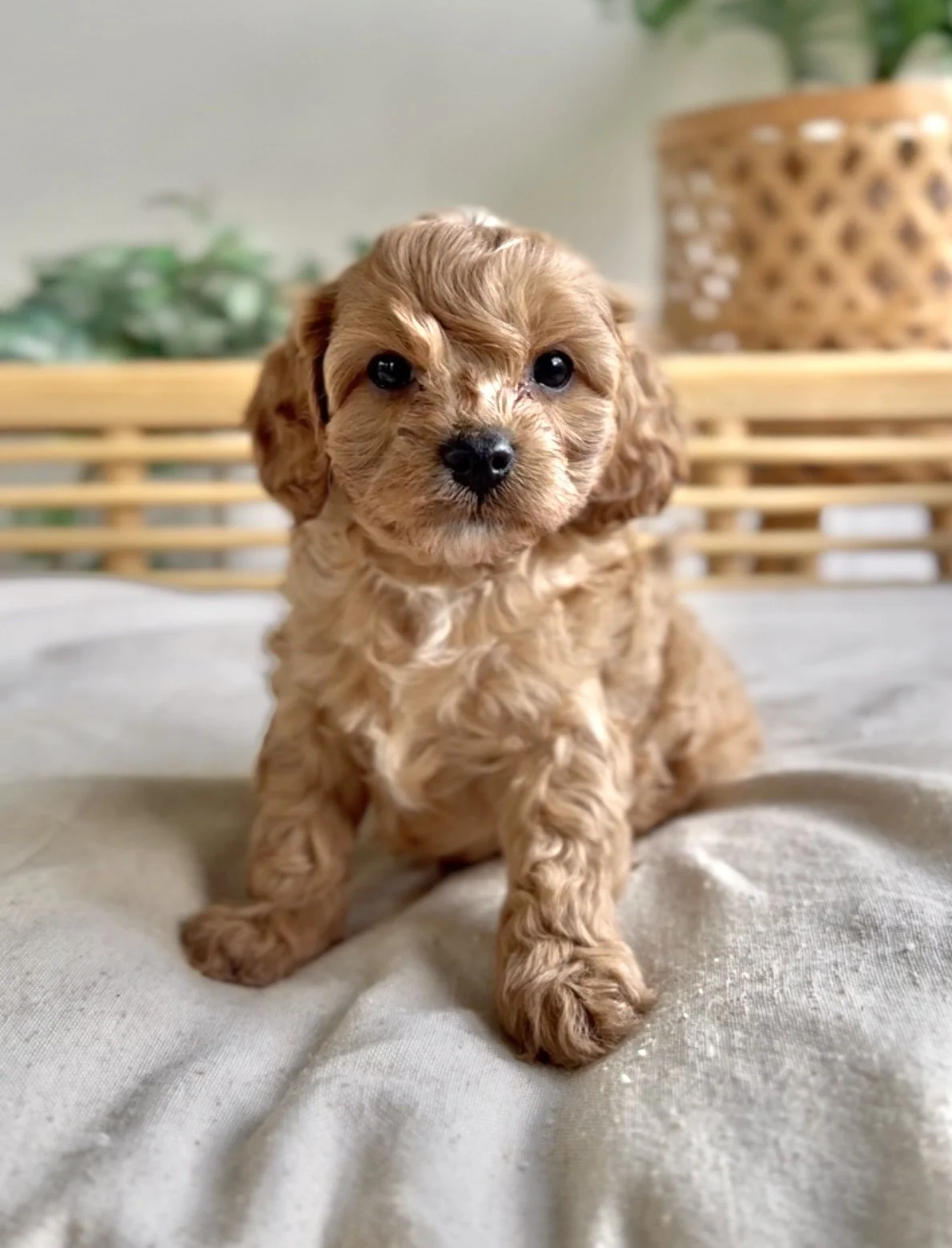 Meet Cavoodle - Churro- Available click for further details.