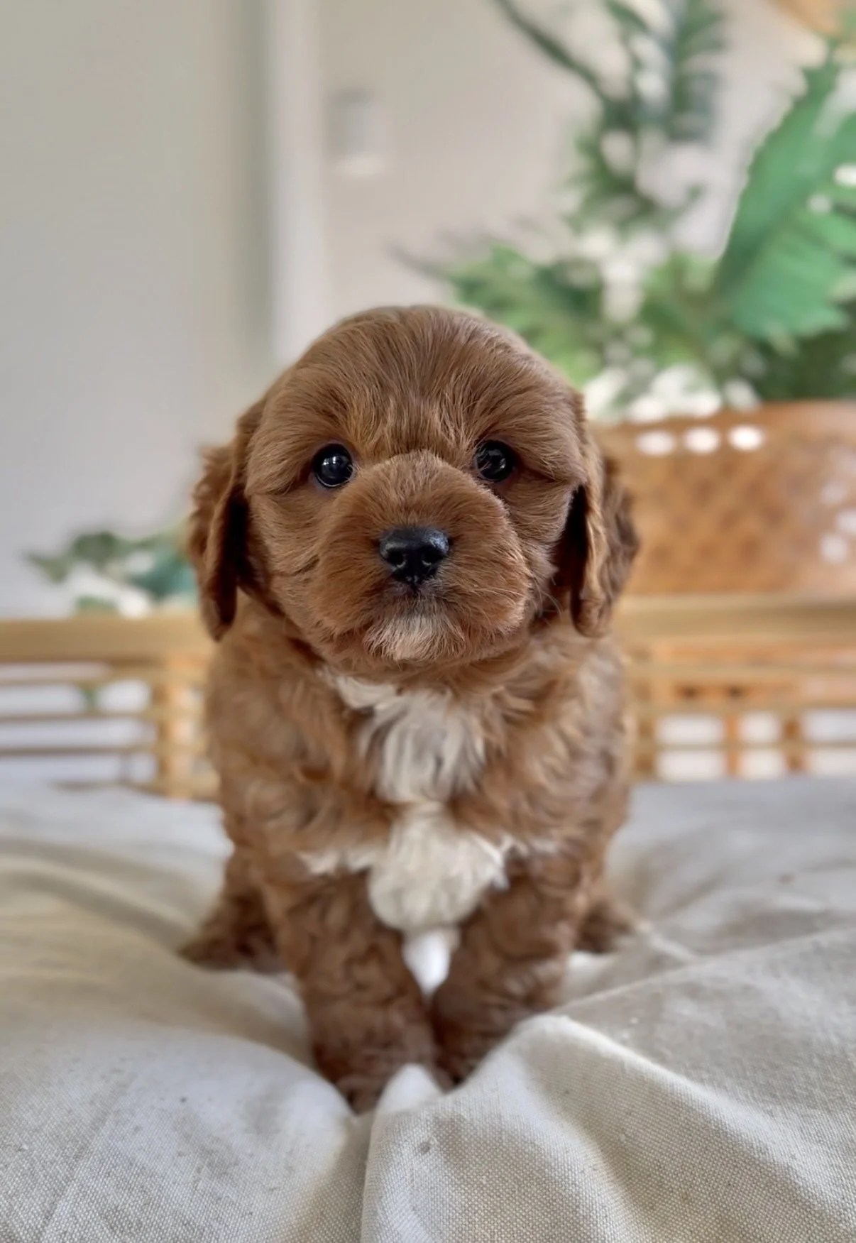Meet Cavoodle - Hugo- Available- Click for further details