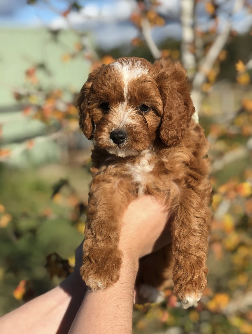 Pup5.png