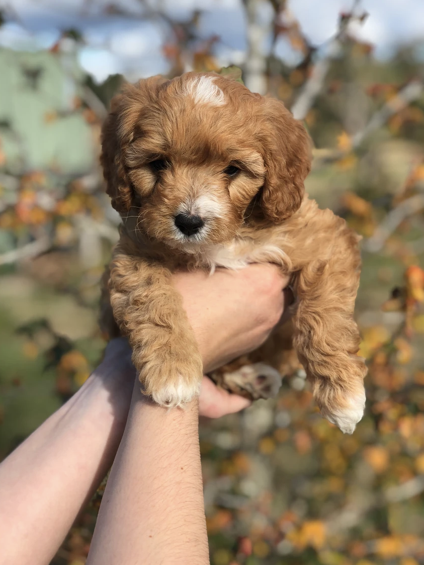 Pup1.png