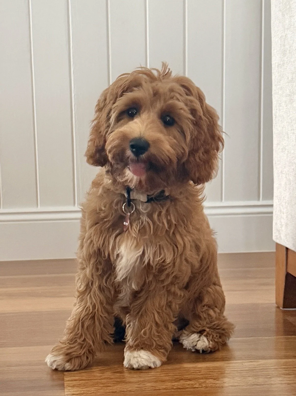 Meet Cavoodle  -Rosie- Available- Click for further details